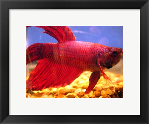 Framed Red Betta Fish Print