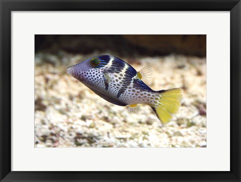 Framed Sharpnose Puffer Print