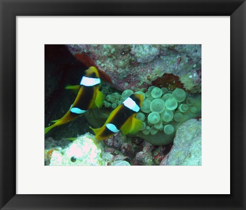 Framed islands clown fish Print