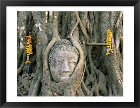 Framed Buddha head in tree roots, Wat Mahathat, Ayutthaya, Thailand Print