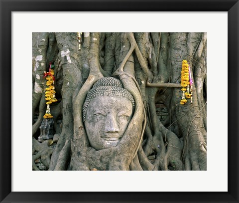 Framed Buddha head in tree roots, Wat Mahathat, Ayutthaya, Thailand Print