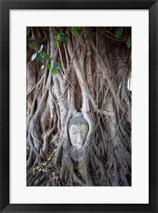 Framed Buddha Head in the Roots of a Tree Print