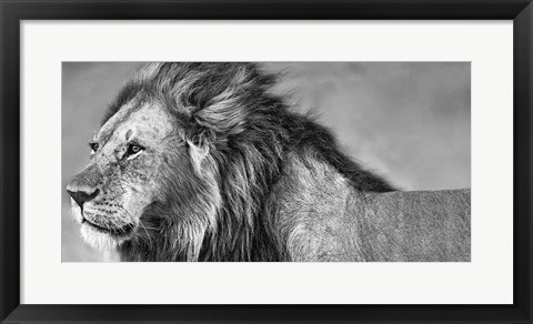 Framed Lion Eyes Print