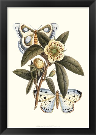 Framed Butterfly Oasis I Print