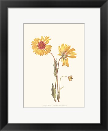 Framed Delicate Wildflowers II Print