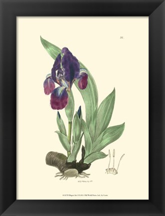 Framed Elegant Iris I Print