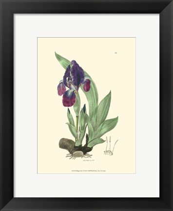 Framed Elegant Iris I Print