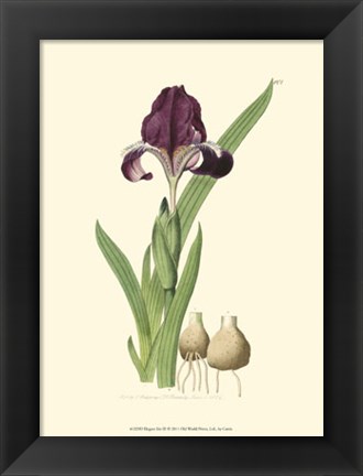 Framed Elegant Iris III Print