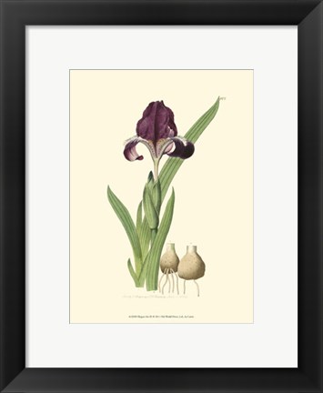 Framed Elegant Iris III Print