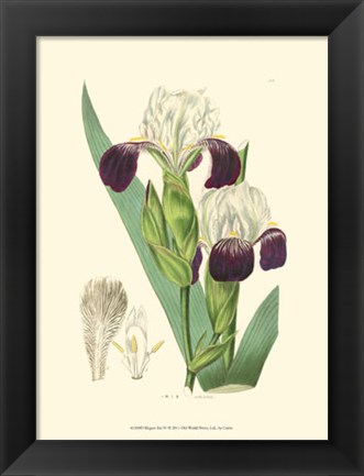 Framed Elegant Iris IV Print