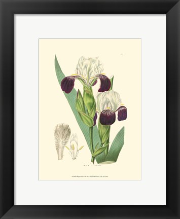 Framed Elegant Iris IV Print