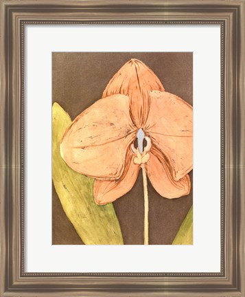 Framed Orchid &amp; Earth IV Print