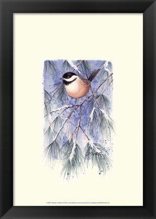 Framed Chickadee in White Pine Print