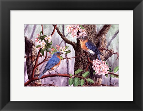 Framed Bluebirds Print