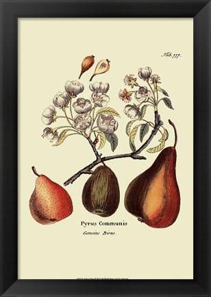 Framed Antique Pears Print