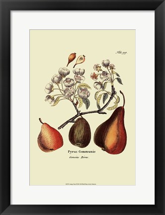 Framed Antique Pears Print