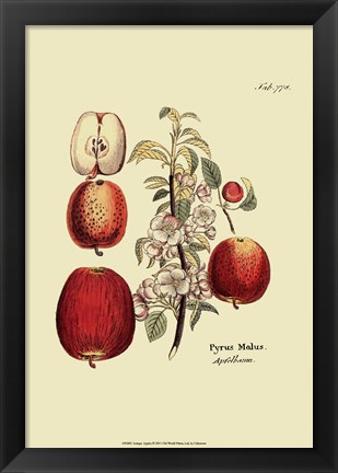 Framed Antique Apples Print