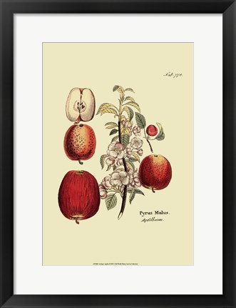 Framed Antique Apples Print