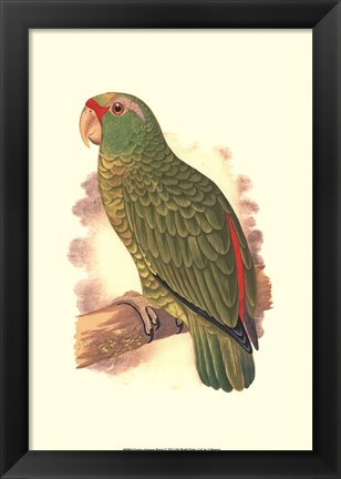 Framed Festive Amazon Parrot Print