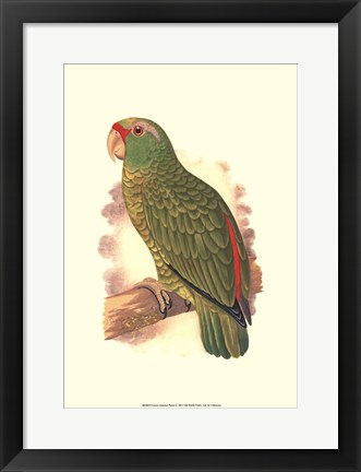 Framed Festive Amazon Parrot Print