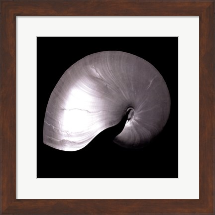 Framed Nautilus Twin I Print