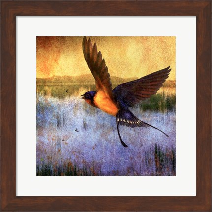 Framed Barnswallow Print