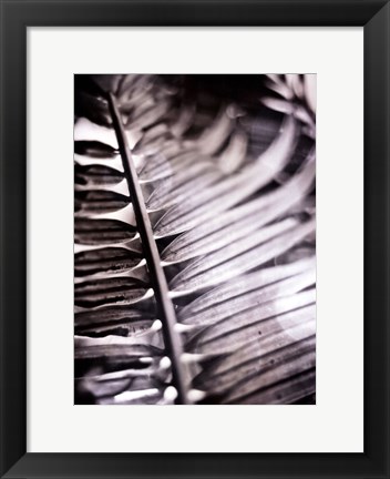 Framed Silvery Frond I Print