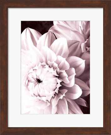 Framed B&amp;W Dahlias I Print