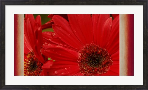 Framed Floral Fusion Print