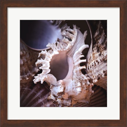 Framed Macro Shells II Print