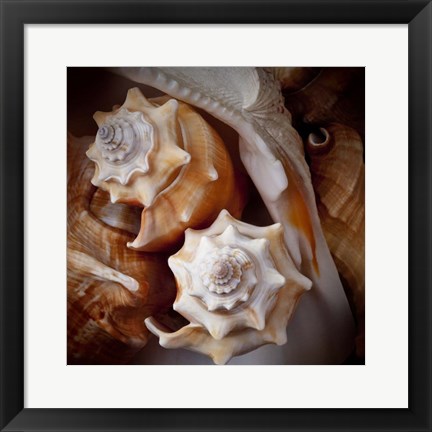 Framed Macro Shells III Print