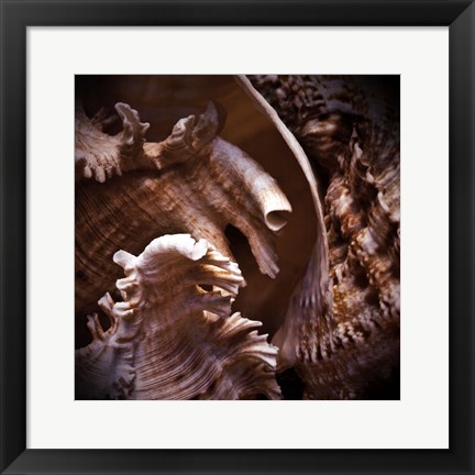 Framed Macro Shells IV Print