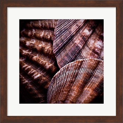 Framed Macro Shells V Print