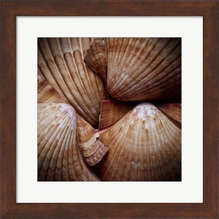 Framed Macro Shells VI Print