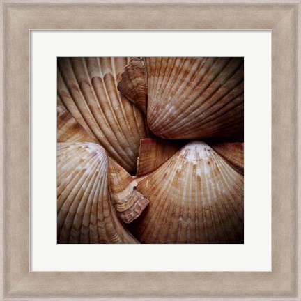 Framed Macro Shells VI Print