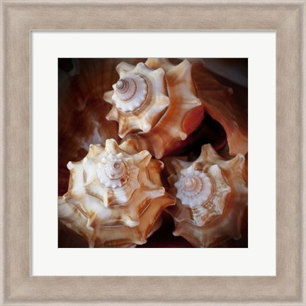 Framed Macro Shells VII Print