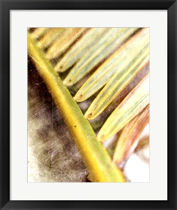 Framed Frond Study II Print