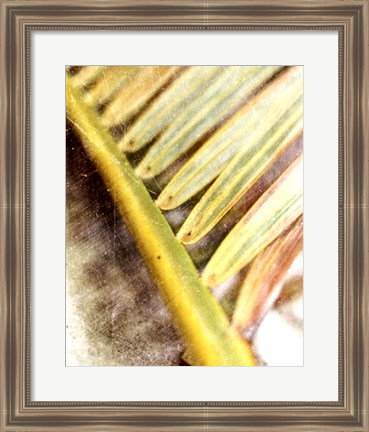 Framed Frond Study II Print