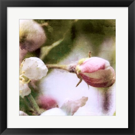 Framed Apple Blossom Print