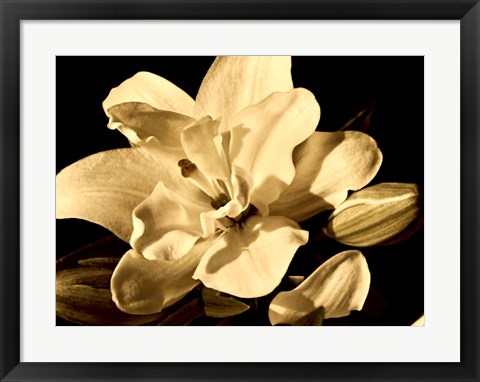 Framed Yvoire Flower I Print