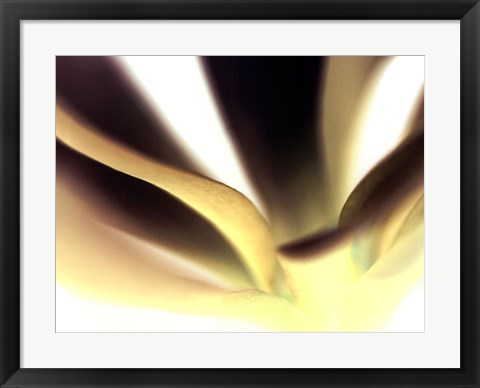 Framed Petal II Print