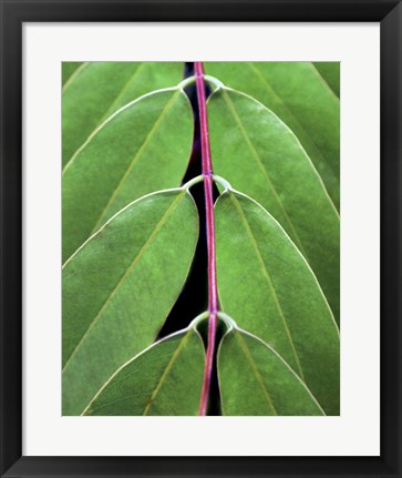 Framed Leaf Design II Print