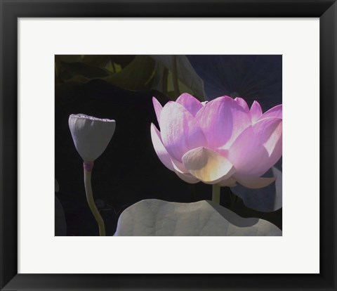 Framed Blushing Lotus III Print