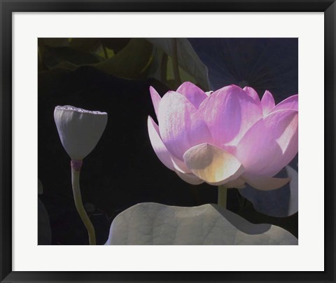 Framed Blushing Lotus III Print