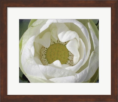 Framed Delicate Lotus I Print