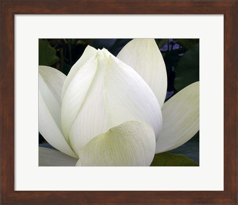 Framed Delicate Lotus IV Print