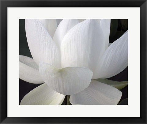 Framed Delicate Lotus V Print