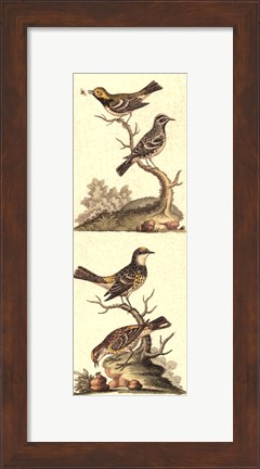 Framed Crackled Edwards Bird Panel II Print