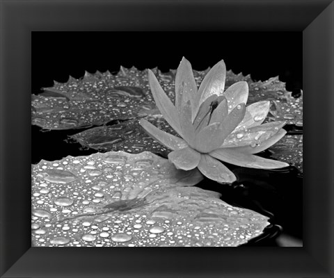 Framed Droplets on Water Lily Print