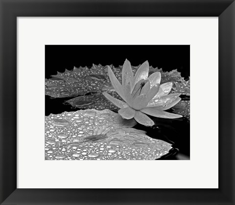 Framed Droplets on Water Lily Print